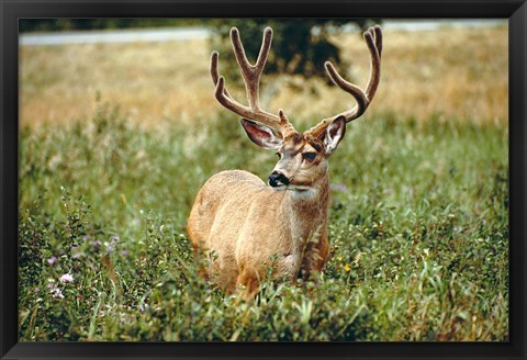 Framed Grazing mule deer buck, Waterton Lakes NP, Canada Print