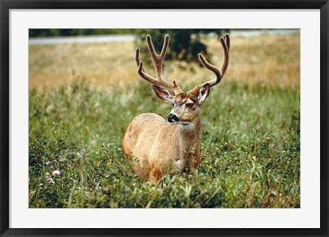 Framed Grazing mule deer buck, Waterton Lakes NP, Canada Print