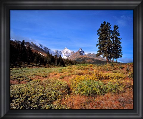 Framed Landscape with Mt Saskatchewan, Banff NP, Alberta Print