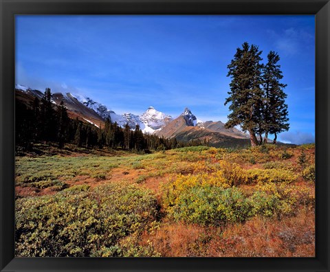 Framed Landscape with Mt Saskatchewan, Banff NP, Alberta Print