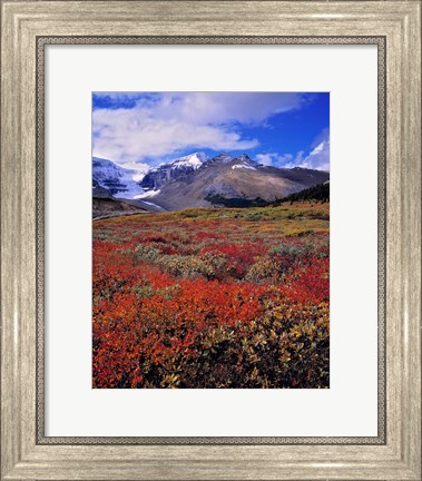 Framed Alberta, Columbia Icefields, Huckleberry meadows Print