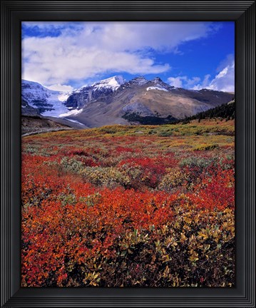 Framed Alberta, Columbia Icefields, Huckleberry meadows Print