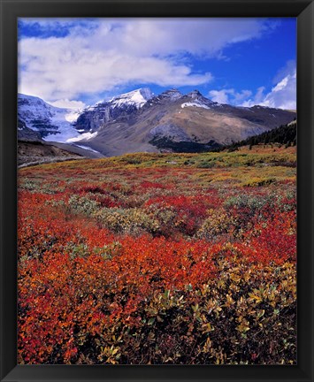 Framed Alberta, Columbia Icefields, Huckleberry meadows Print