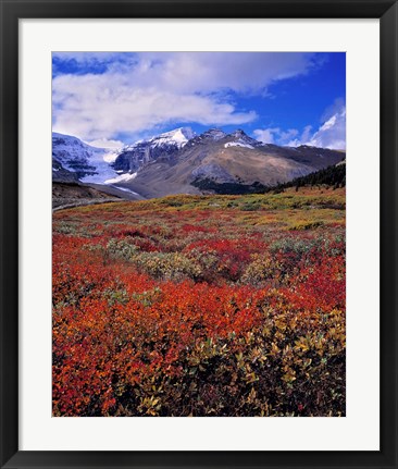 Framed Alberta, Columbia Icefields, Huckleberry meadows Print