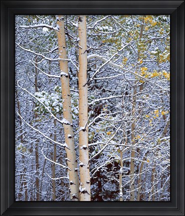 Framed Alberta, Peter Lougheed PP Aspen trees in snow Print