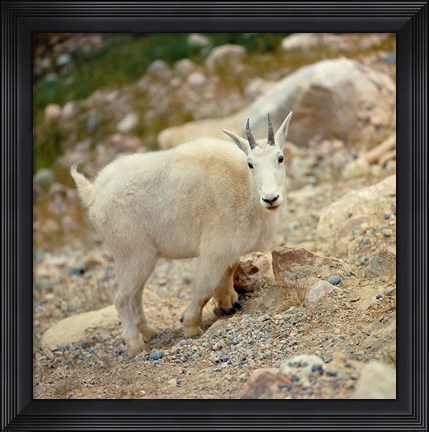Framed Alberta, Banff NP, Rocky Mountain goat Print