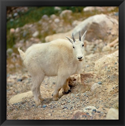 Framed Alberta, Banff NP, Rocky Mountain goat Print