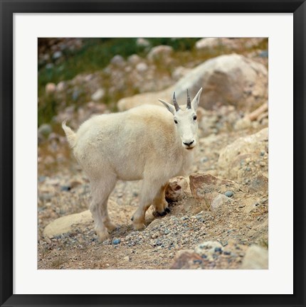 Framed Alberta, Banff NP, Rocky Mountain goat Print