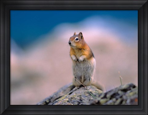 Framed Alberta, Banff NP, Golden Print
