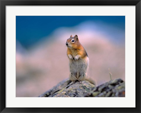 Framed Alberta, Banff NP, Golden Print