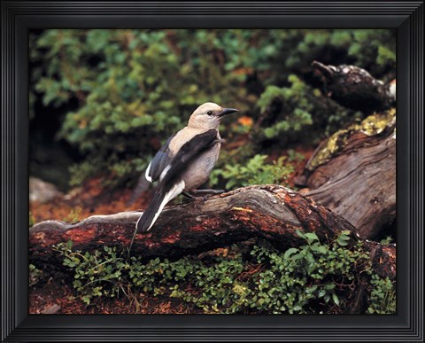 Framed Clark&#39;s Nutcrackers bird in Banff NP, Alberta Print