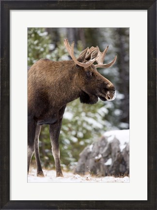Framed Alberta, Jasper National Park Bull Moose wildlife Print