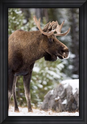 Framed Alberta, Jasper National Park Bull Moose wildlife Print