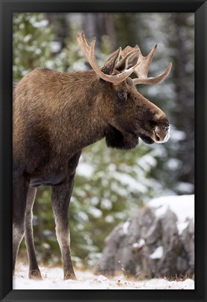 Framed Alberta, Jasper National Park Bull Moose wildlife Print