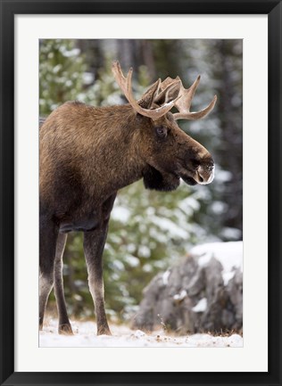 Framed Alberta, Jasper National Park Bull Moose wildlife Print