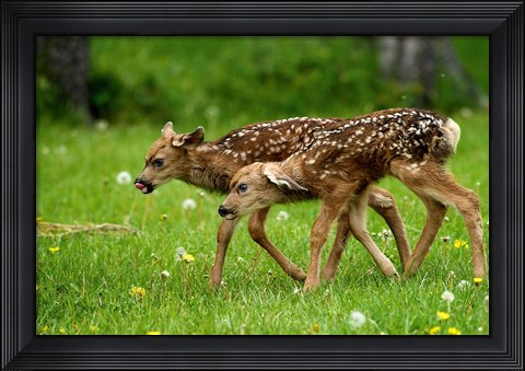 Framed Canada, Alberta, Waterton Lakes NP, Mule deer fawns Print