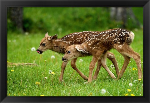 Framed Canada, Alberta, Waterton Lakes NP, Mule deer fawns Print