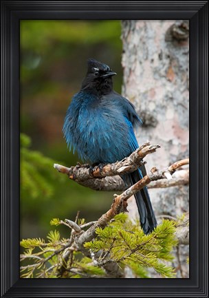 Framed Canada, Alberta, Waterton Lakes NP, Stellar&#39;s Jay Print