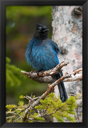 Framed Canada, Alberta, Waterton Lakes NP, Stellar&#39;s Jay Print