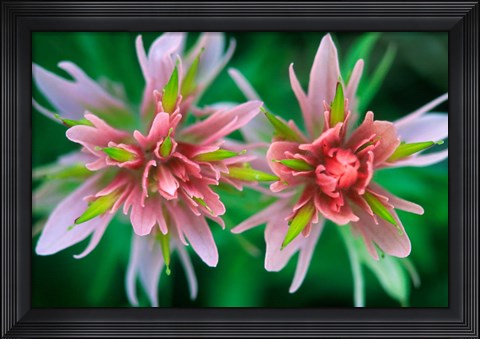 Framed Indian Paintbrush, Banff National Park, Alberta, Canada Print