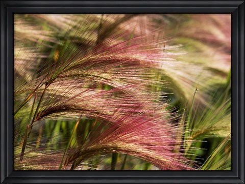 Framed Foxtail barley, Banff NP, Alberta, Canada Print