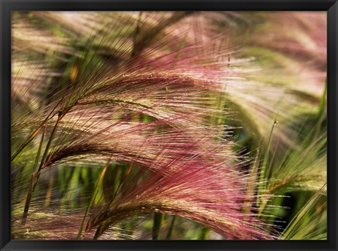 Framed Foxtail barley, Banff NP, Alberta, Canada Print