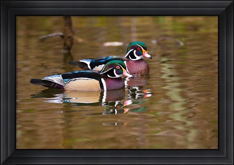 Framed Wood ducks, British Columbia, Canada Print