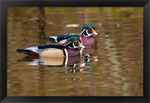 Framed Wood ducks, British Columbia, Canada Print