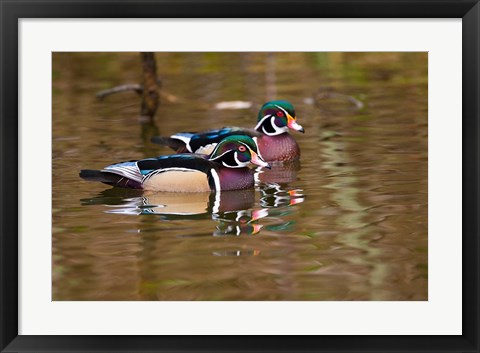 Framed Wood ducks, British Columbia, Canada Print