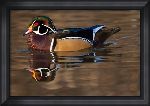 Framed Close up of Wood duck, British Columbia, Canada Print