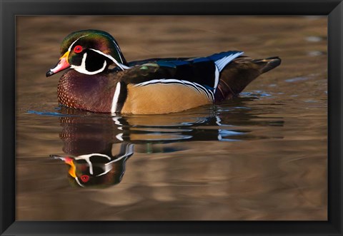 Framed Close up of Wood duck, British Columbia, Canada Print