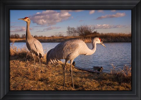 Framed Sandhill cranes, Migratory Bird Sanctuary, British Columbia, Canada Print