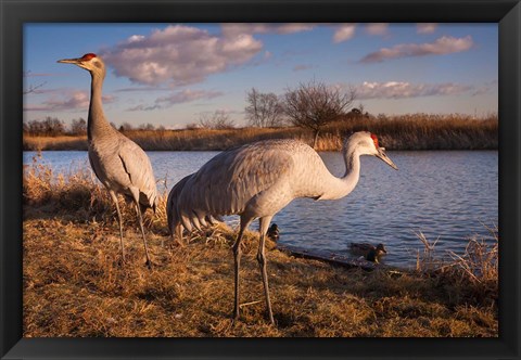 Framed Sandhill cranes, Migratory Bird Sanctuary, British Columbia, Canada Print