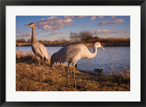 Framed Sandhill cranes, Migratory Bird Sanctuary, British Columbia, Canada Print