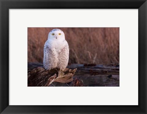 Framed Snowy owl, British Columbia, Canada Print