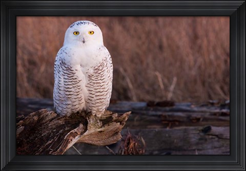 Framed Snowy owl, British Columbia, Canada Print