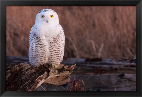 Framed Snowy owl, British Columbia, Canada Print