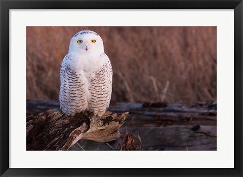 Framed Snowy owl, British Columbia, Canada Print