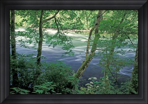 Framed Trees and Ferns on Banks of Campbell River, Vancouver Island, British Columbia Print