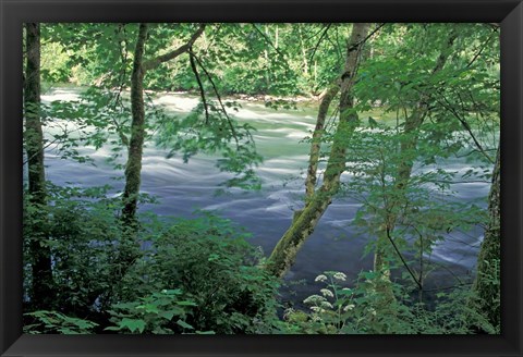 Framed Trees and Ferns on Banks of Campbell River, Vancouver Island, British Columbia Print