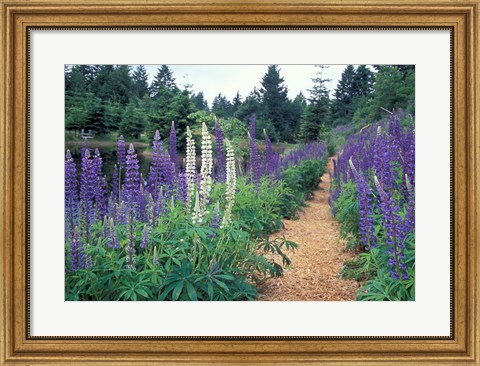 Framed Lupines by a Pond, Kitty Coleman Woodland Gardens, Comox Valley, Vancouver Island, British Columbia Print