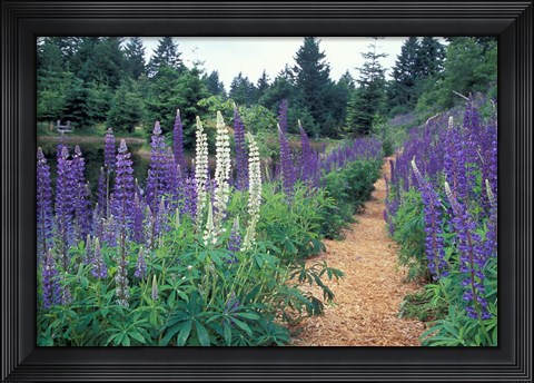 Framed Lupines by a Pond, Kitty Coleman Woodland Gardens, Comox Valley, Vancouver Island, British Columbia Print