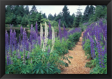 Framed Lupines by a Pond, Kitty Coleman Woodland Gardens, Comox Valley, Vancouver Island, British Columbia Print