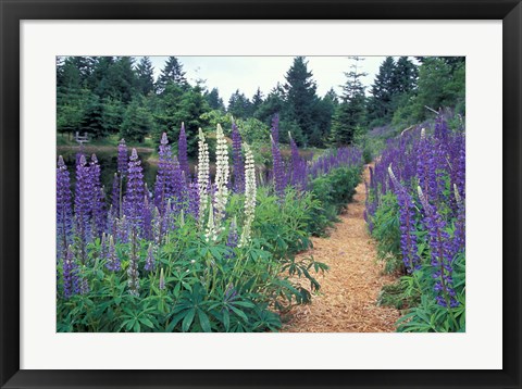 Framed Lupines by a Pond, Kitty Coleman Woodland Gardens, Comox Valley, Vancouver Island, British Columbia Print