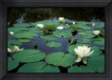 Framed White Water-Lily in Bloom, Kitty Coleman Woodland Gardens, Comox Valley, Vancouver Island, British Columbia Print