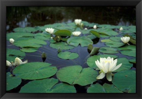 Framed White Water-Lily in Bloom, Kitty Coleman Woodland Gardens, Comox Valley, Vancouver Island, British Columbia Print