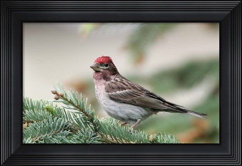 Framed Close-up of Male Cassin&#39;s Finch in Pine Tree, British Columbia, Canada Print