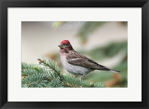 Framed Close-up of Male Cassin&#39;s Finch in Pine Tree, British Columbia, Canada Print