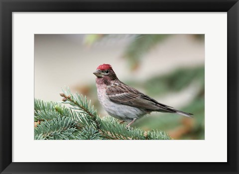 Framed Close-up of Male Cassin&#39;s Finch in Pine Tree, British Columbia, Canada Print