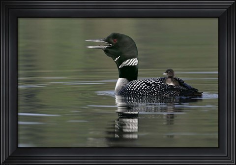 Framed Common Loon with Chick Print
